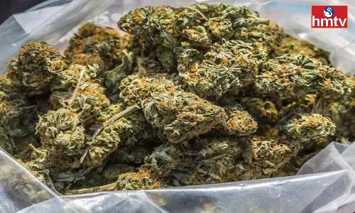 Huge Seizure Of Ganja In Assam Huge Seizure Of Ganja In Assam