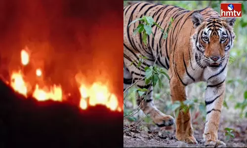 Leopard in Kurnool District