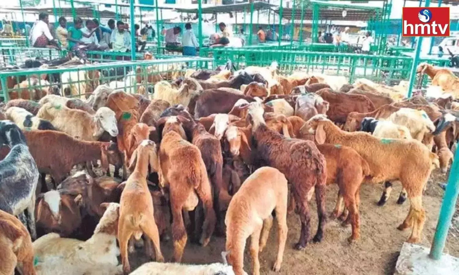 Another Twist in Sheep Distribution Scam