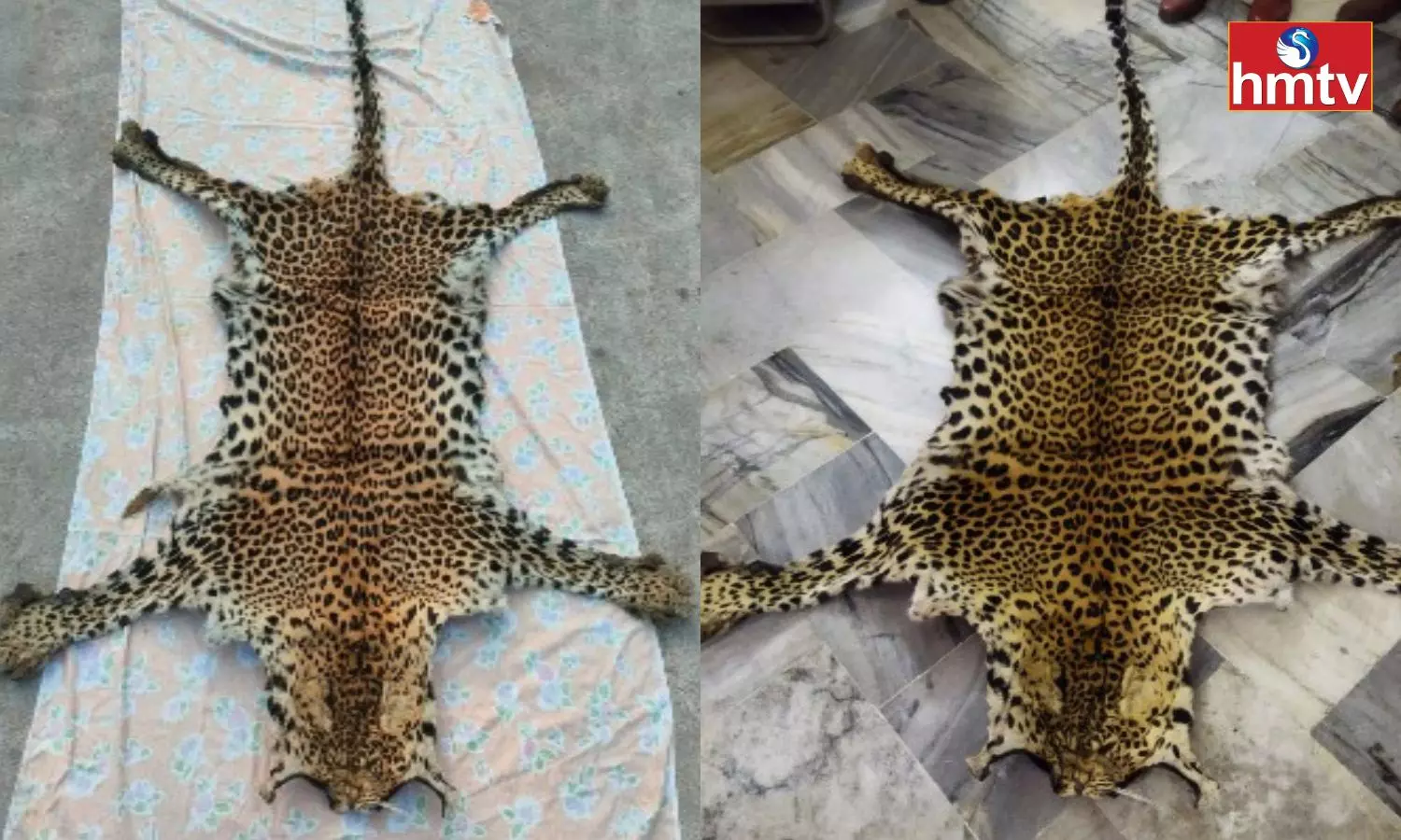 A Gang Of Leopard Skins Was Arrested In Visakhapatnam