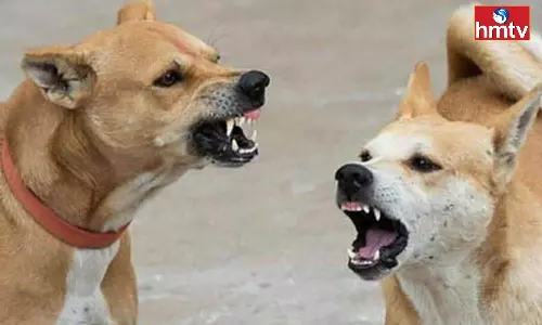 Four Persons Seriously Injured In Mad dog Attack