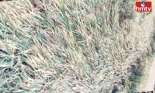 Hail Rain in Kamareddy District