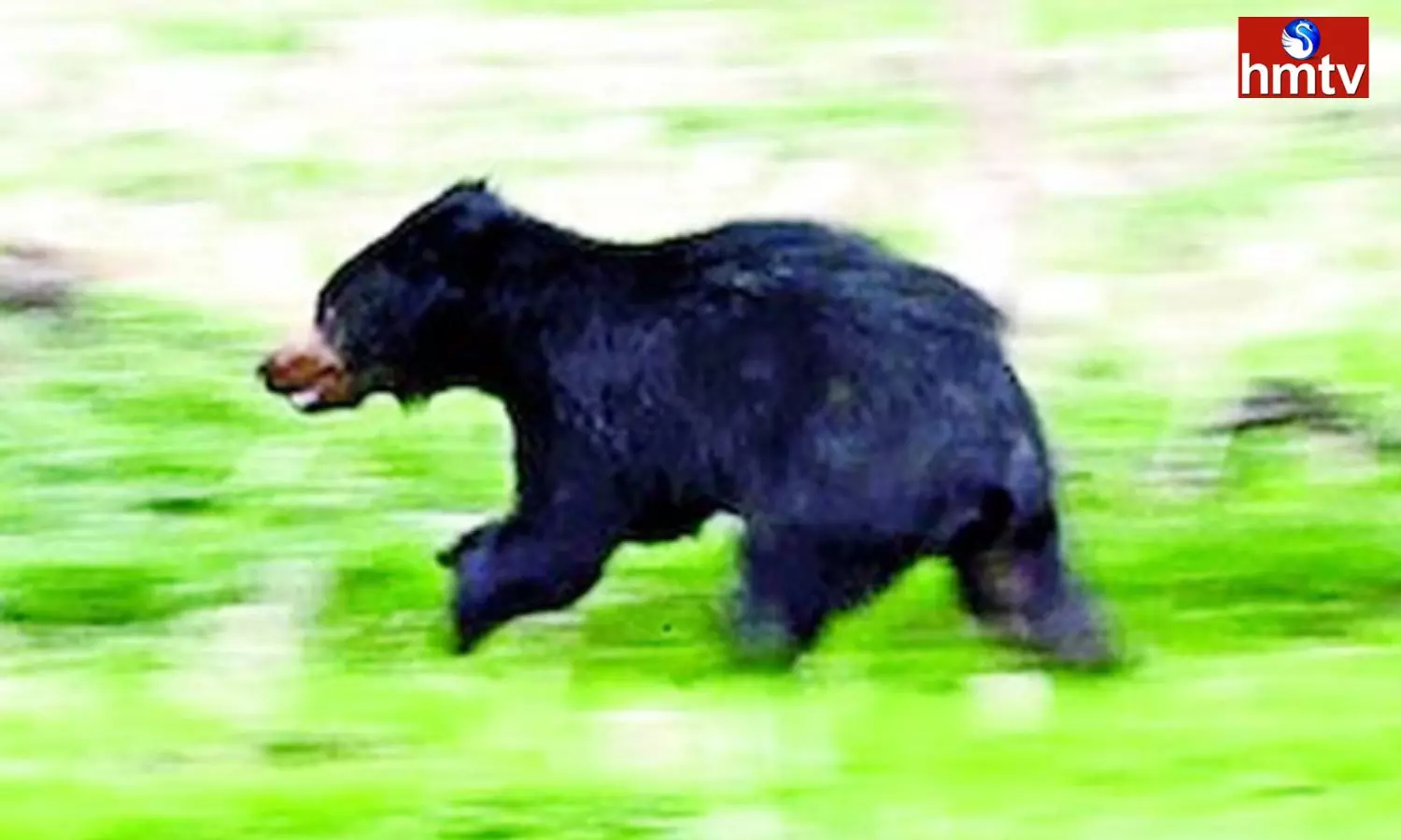 Two Killed in Bear Attack