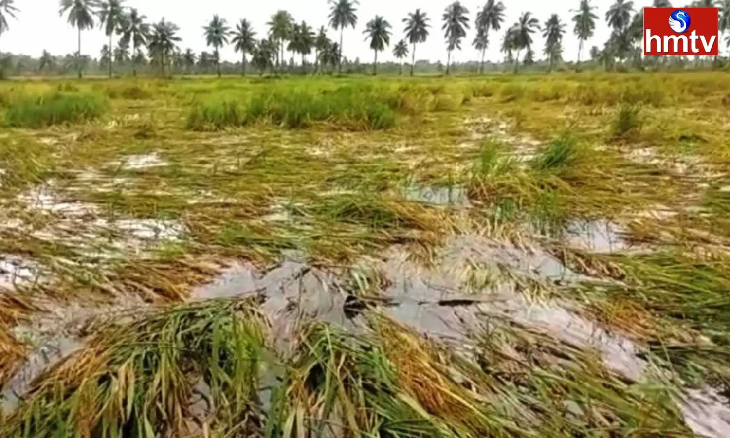 Hail Rains In Siddipet District Crop Loss In 2,800 Acres