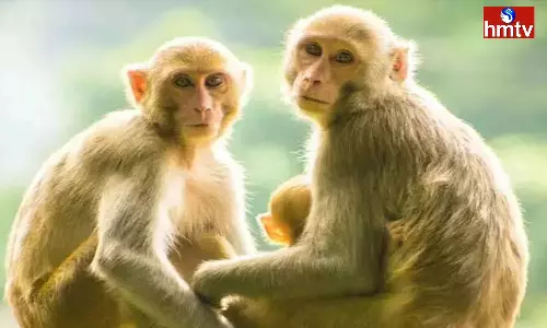 Did you see a Monkey in a Dream Know whether it is Auspicious or Inauspicious According to Dream Interpretation