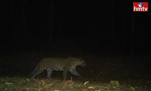 A Cheetah Roaming the Steps of Tirumala Alipiri