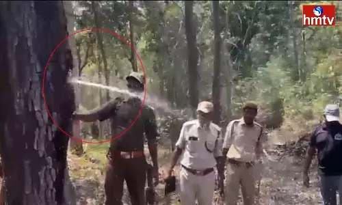 Water From Nallamaddi Tree In Papi Kondalu