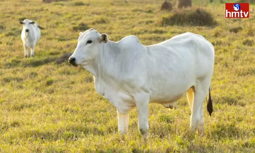 Have you seen a Cow in a Dream at Night you will face these events in Real Life Have you seen a Cow in a Dream at Night you will face these events in Real Life