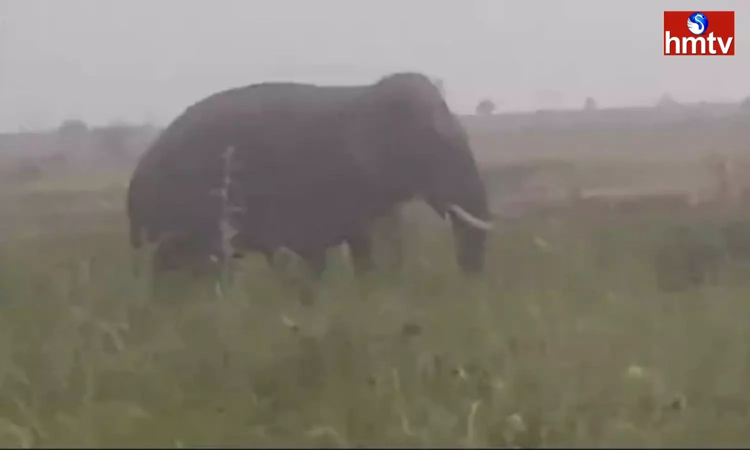 Farmer Died In Elephant Attack