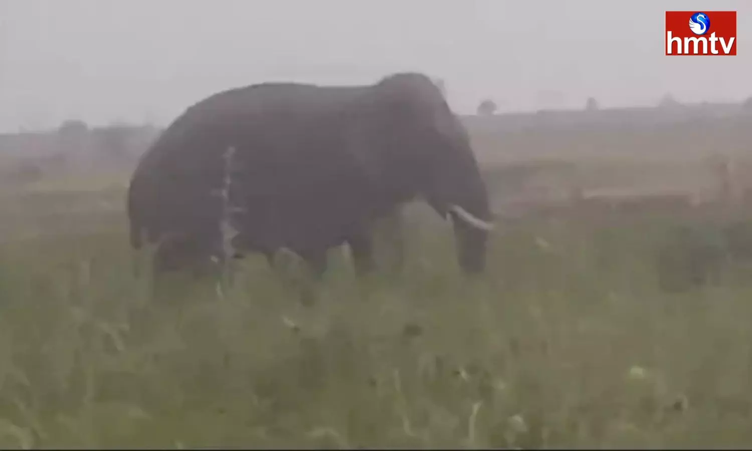 Farmer Died In Elephant Attack Farmer Died In Elephant Attack