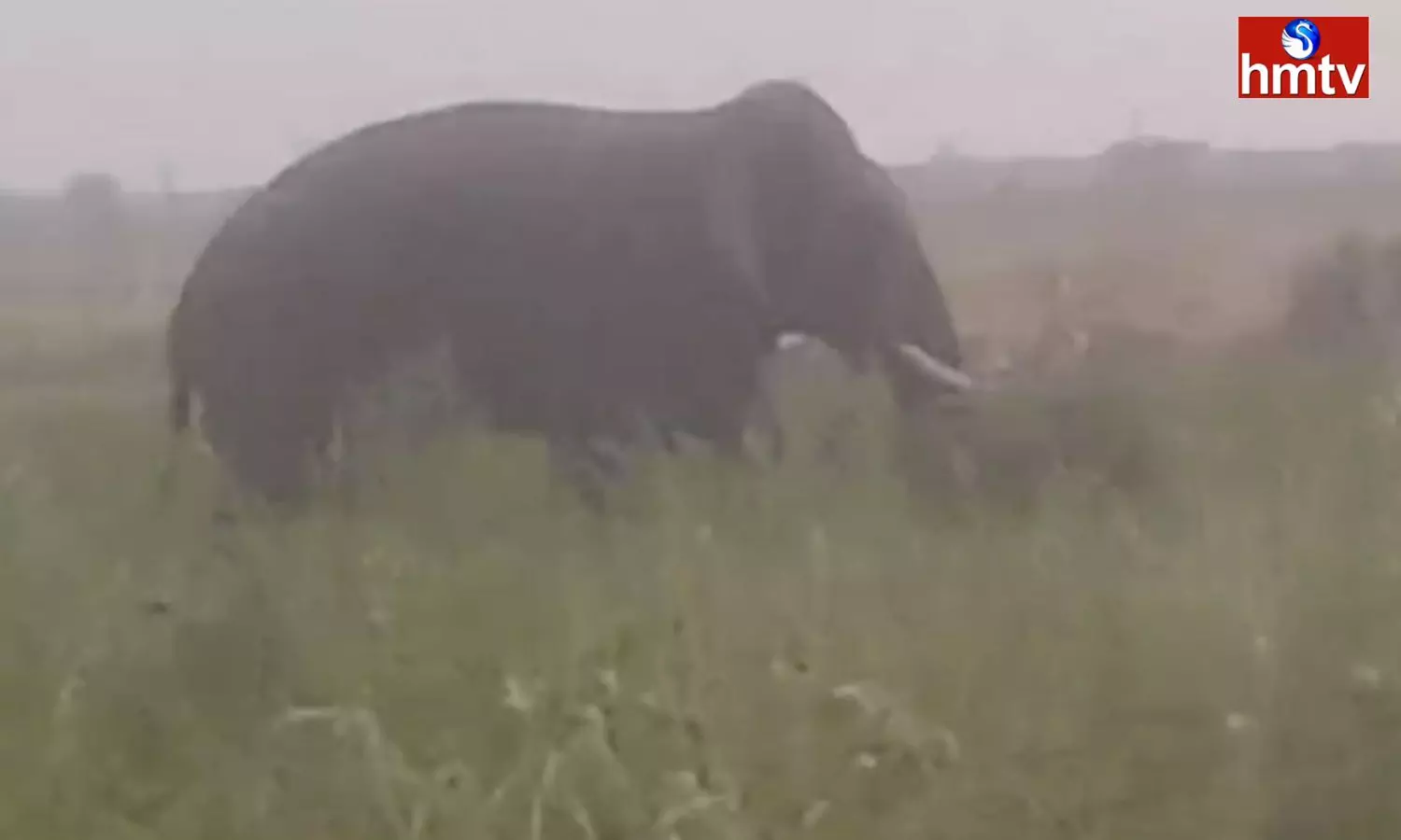 Elephant halchal In Kumuram Bheem Asifabad District