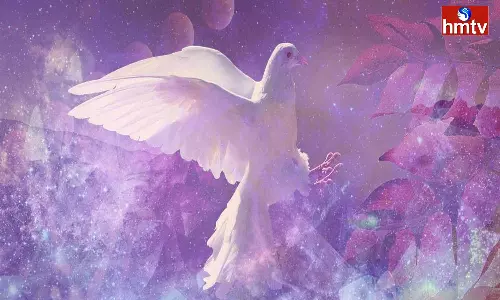 Have you seen these birds in your dream know what events will happen to you in the future Have you seen these birds in your dream know what events will happen to you in the future