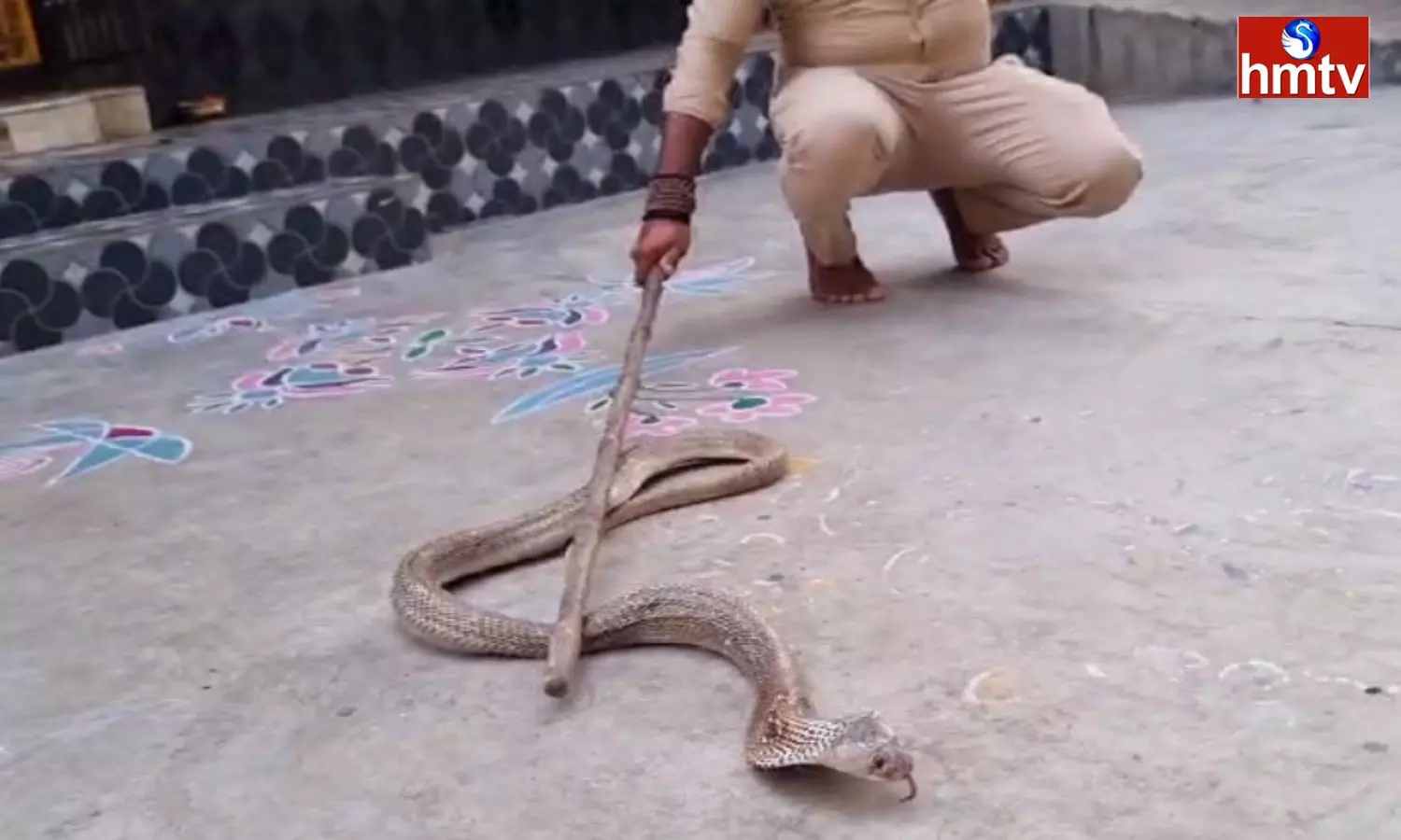 Rattlesnake In Government Animal Hospital