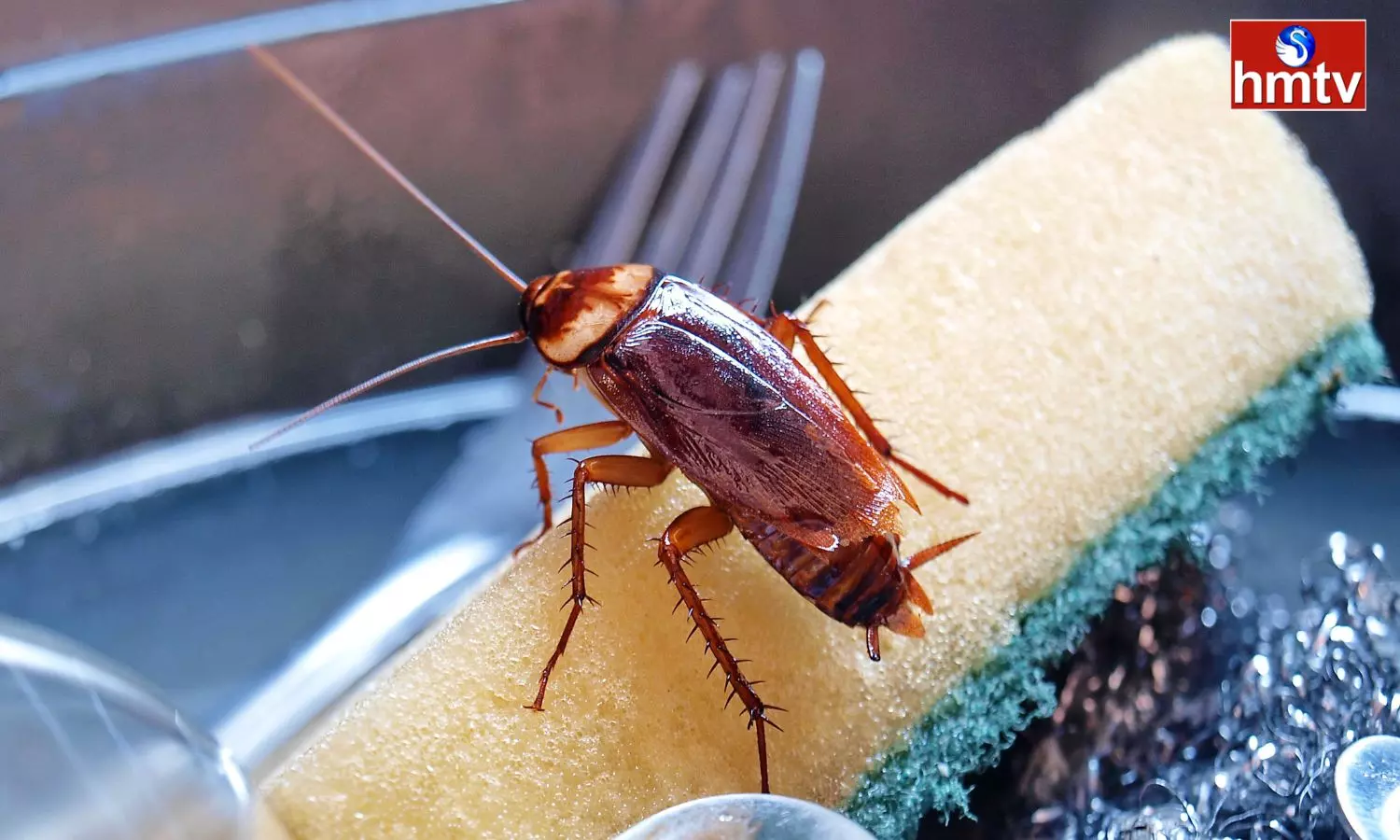 Cockroaches In The Kitchen Get Rid Of Them With These Tips