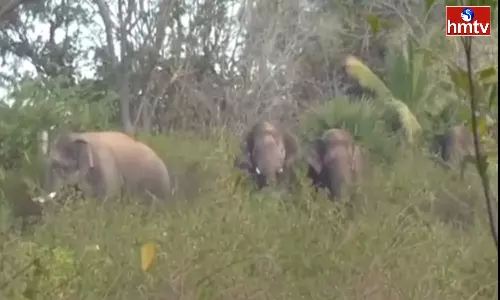 Elephant HulChul In Chittoor District