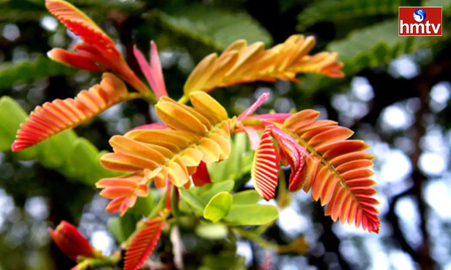 The wonderful Medicinal properties of chinta chiguru tamarind tree pale leaves