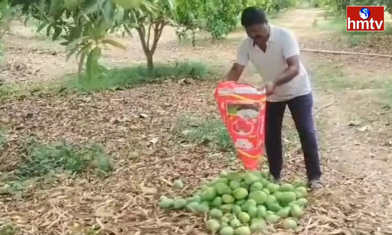 Mangoes that fell to the Ground due to strong winds in ‎Mancherial district