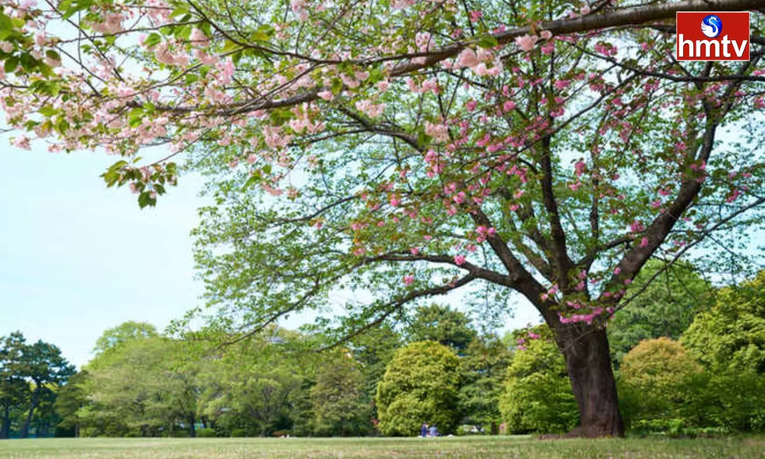 Dont Touch Trees at Night Know the Scientific Reasons