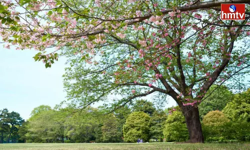 Dont Touch Trees at Night Know the Scientific Reasons