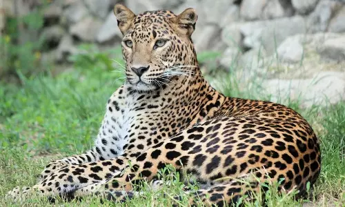 Leopard died due to Heatwave in Telangana