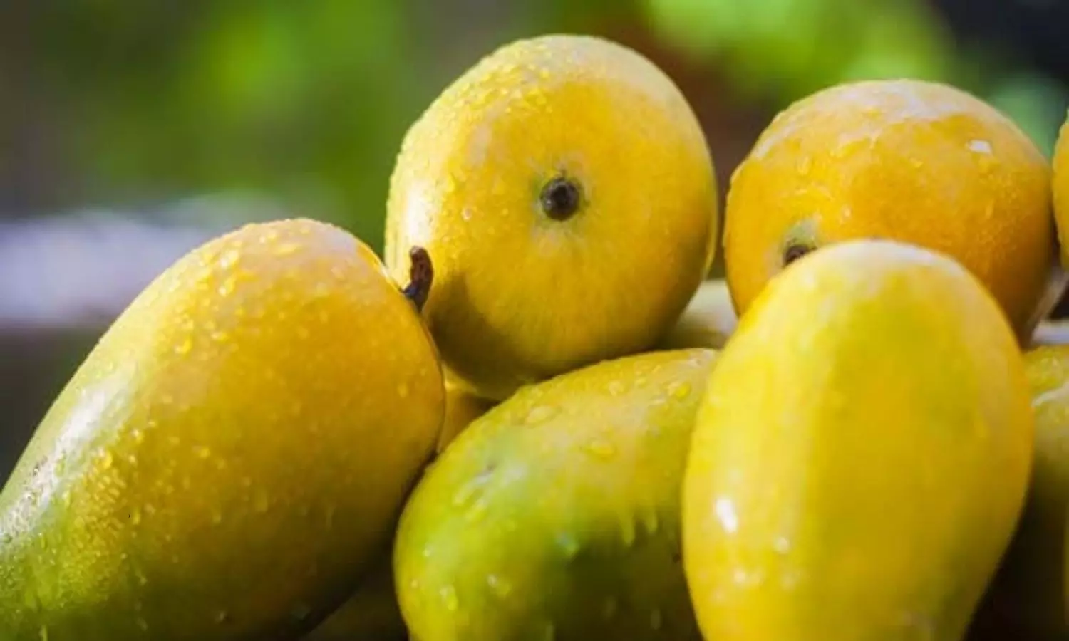 Know If You Drink Water Immediately After Eating Mangoes You Will Be In Danger Know If You Drink Water Immediately After Eating Mangoes You Will Be In Danger