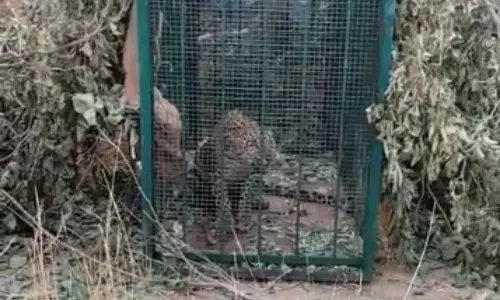 A Leopard Trapped In A Cage In Kothapalli A Leopard Trapped In A Cage In Kothapalli