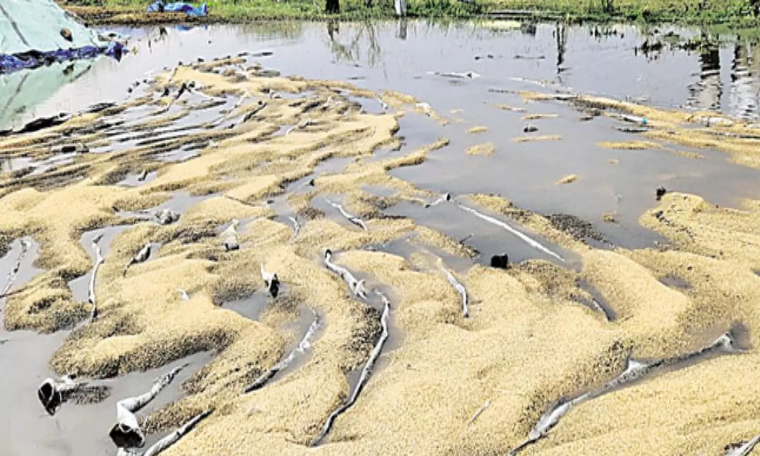 Paddy Crop Damaged With Untimely Rains In Telangana Paddy Crop Damaged With Untimely Rains In Telangana
