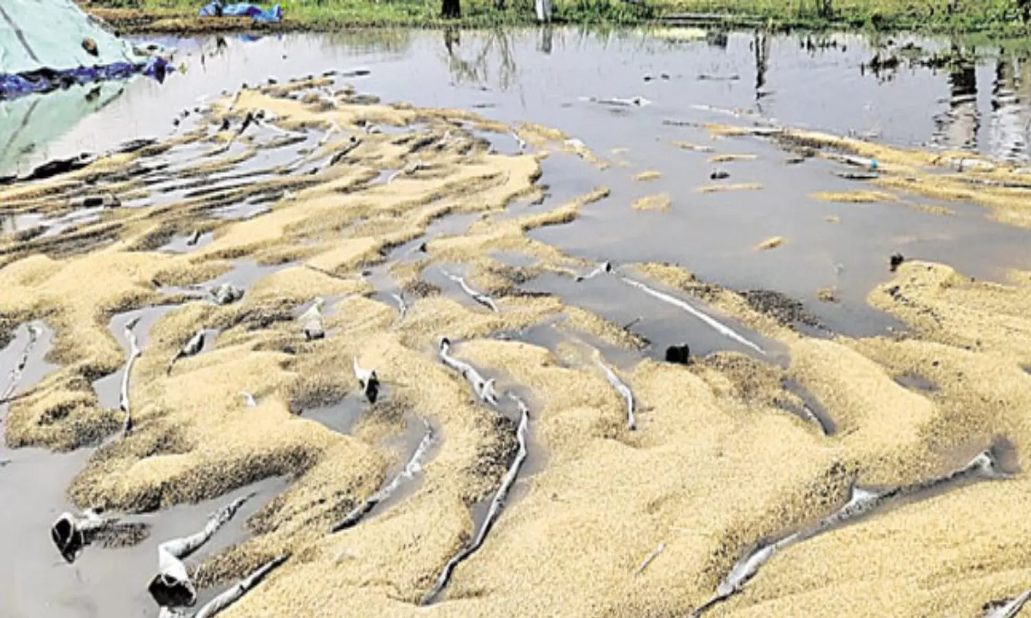 Paddy Crop Damaged With Untimely Rains In Telangana