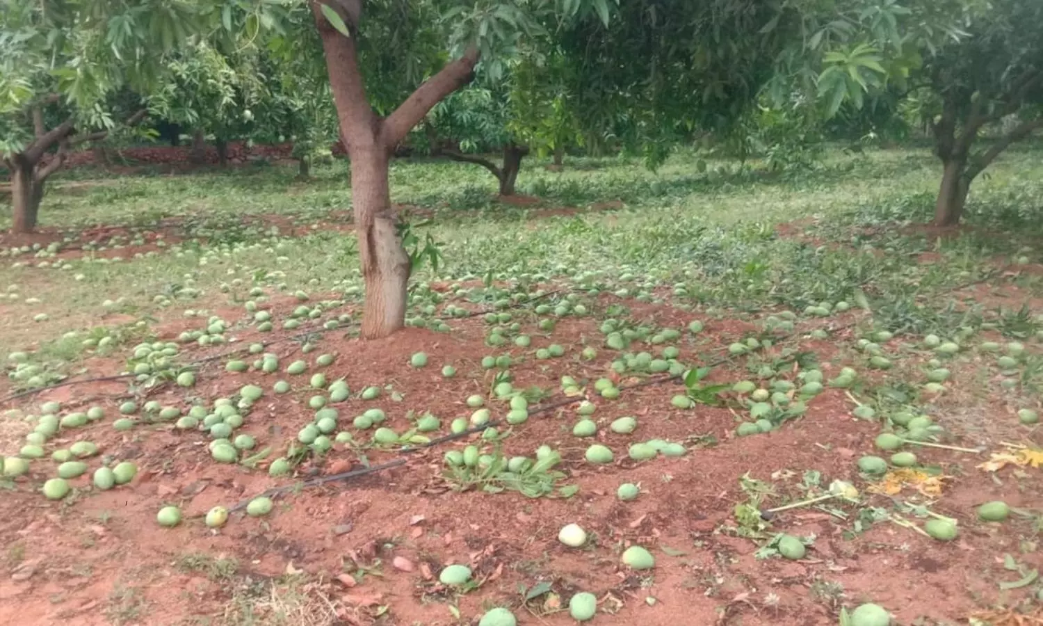 Mango farmers suffered a severe loss Due To Heavy Rain