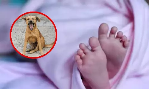 Pet Dog Attack Kills 5 Month Old Baby In Tandur Pet Dog Attack Kills 5 Month Old Baby In Tandur