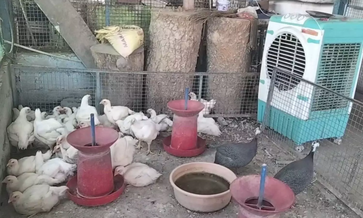 Cooler for chickens in summer