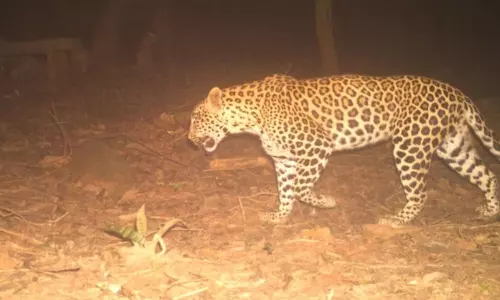 Leopard in Tirumala
