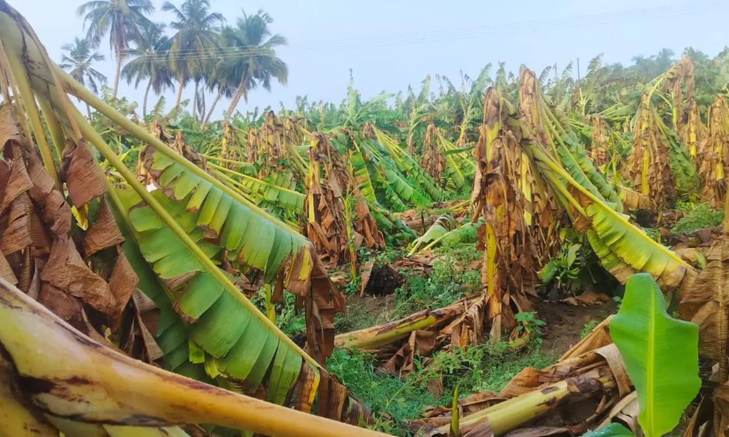 Banana Plants  Destroyed By Strong Winds