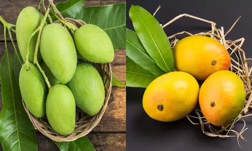Raw Mango vs Ripe Mango Which is better for health Raw Mango vs Ripe Mango Which is better for health