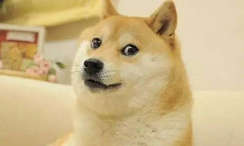 Japanese Dog Kabosu Dies