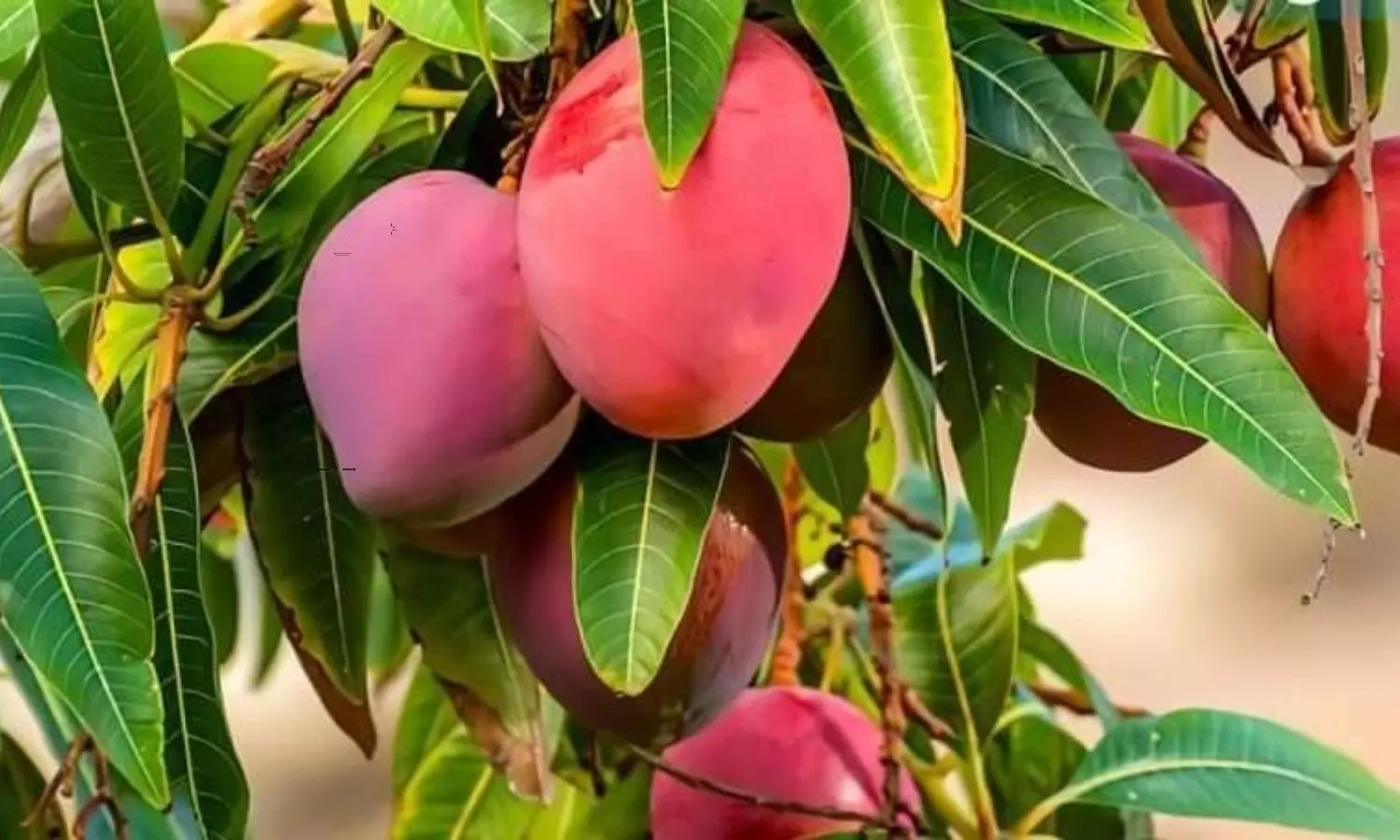 Miyazaki one of the Most Expensive Mangoes in the World