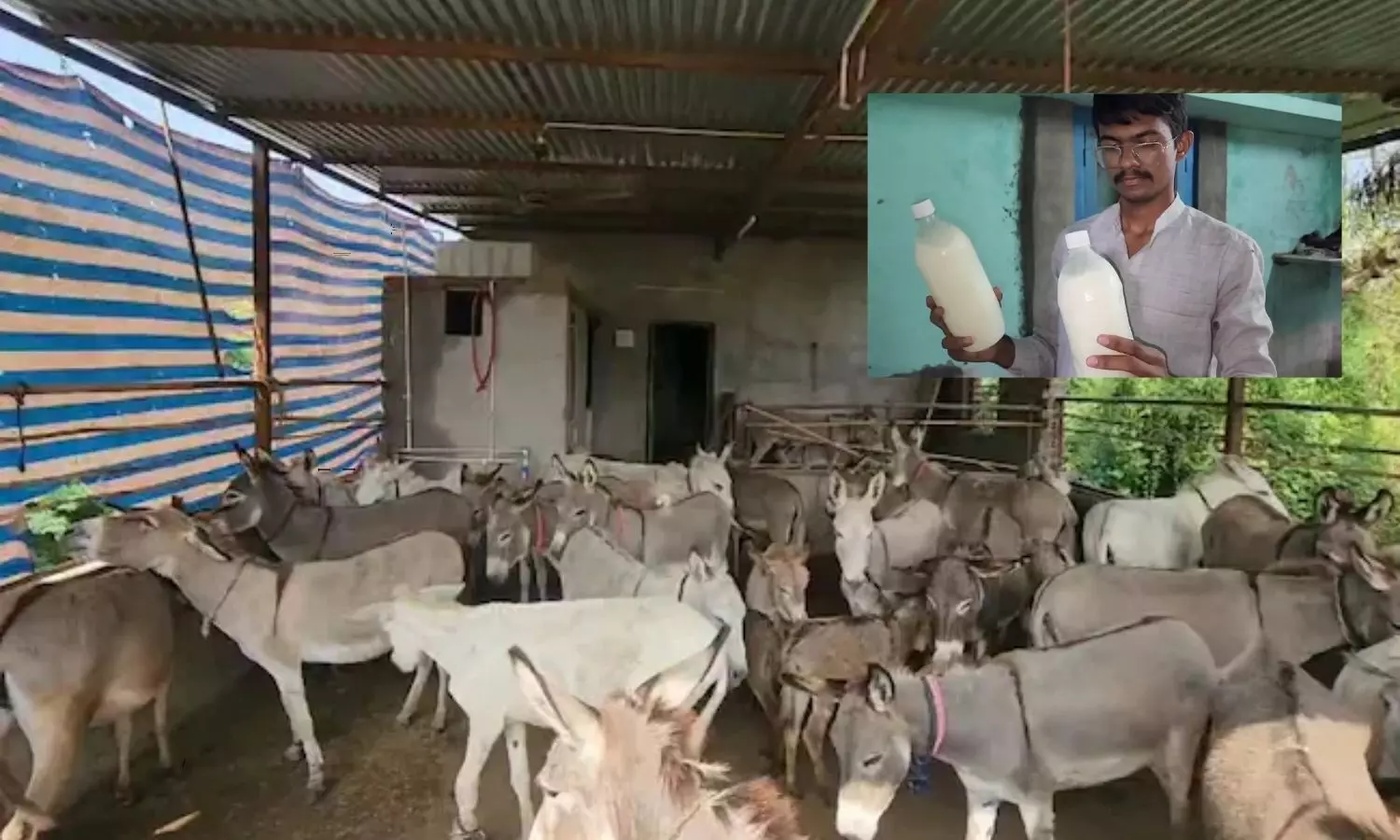 An Educated Man in Gujarat Became a Millionaire by Trading in Donkey Milk