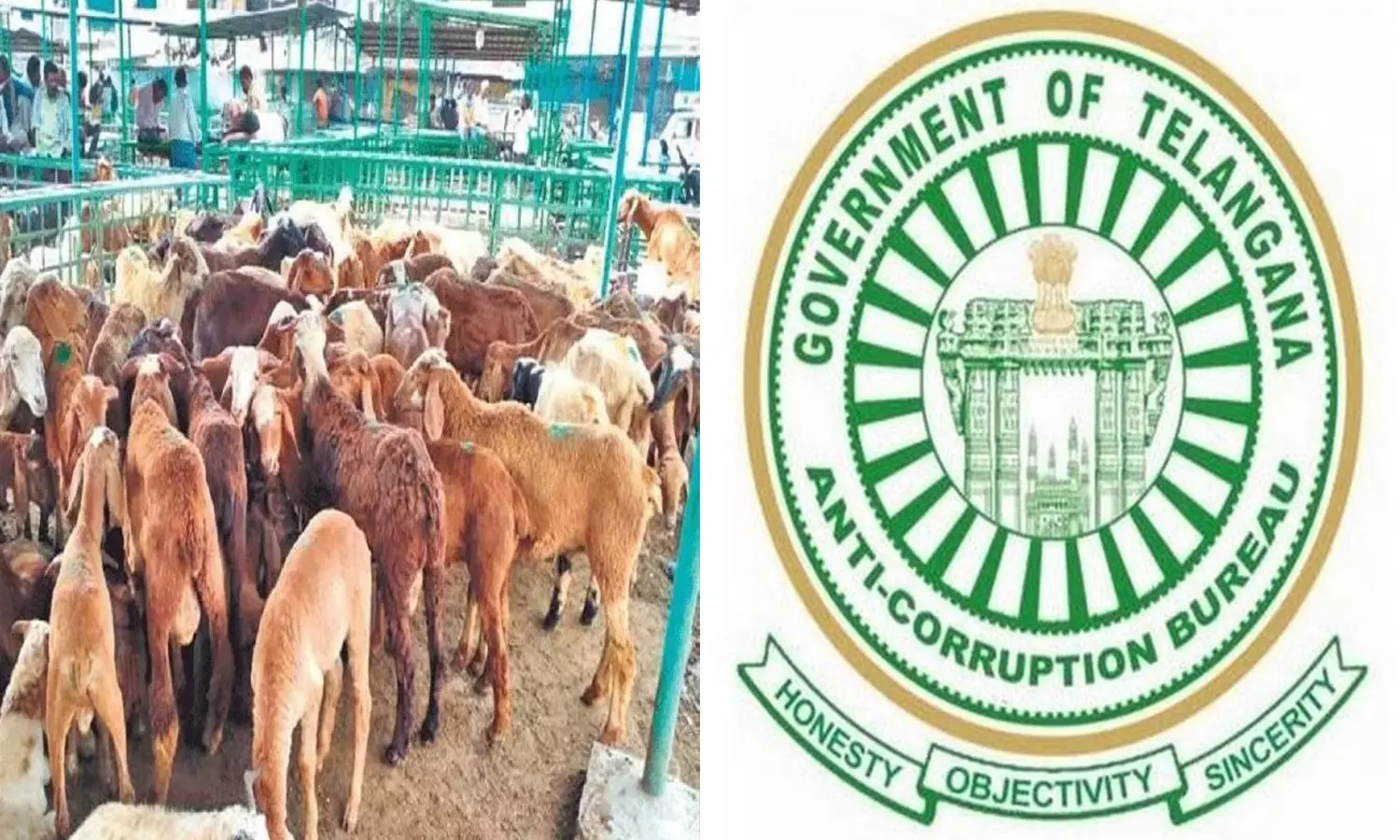 ACB Speed Up Investigation In Sheep Distribution Scam