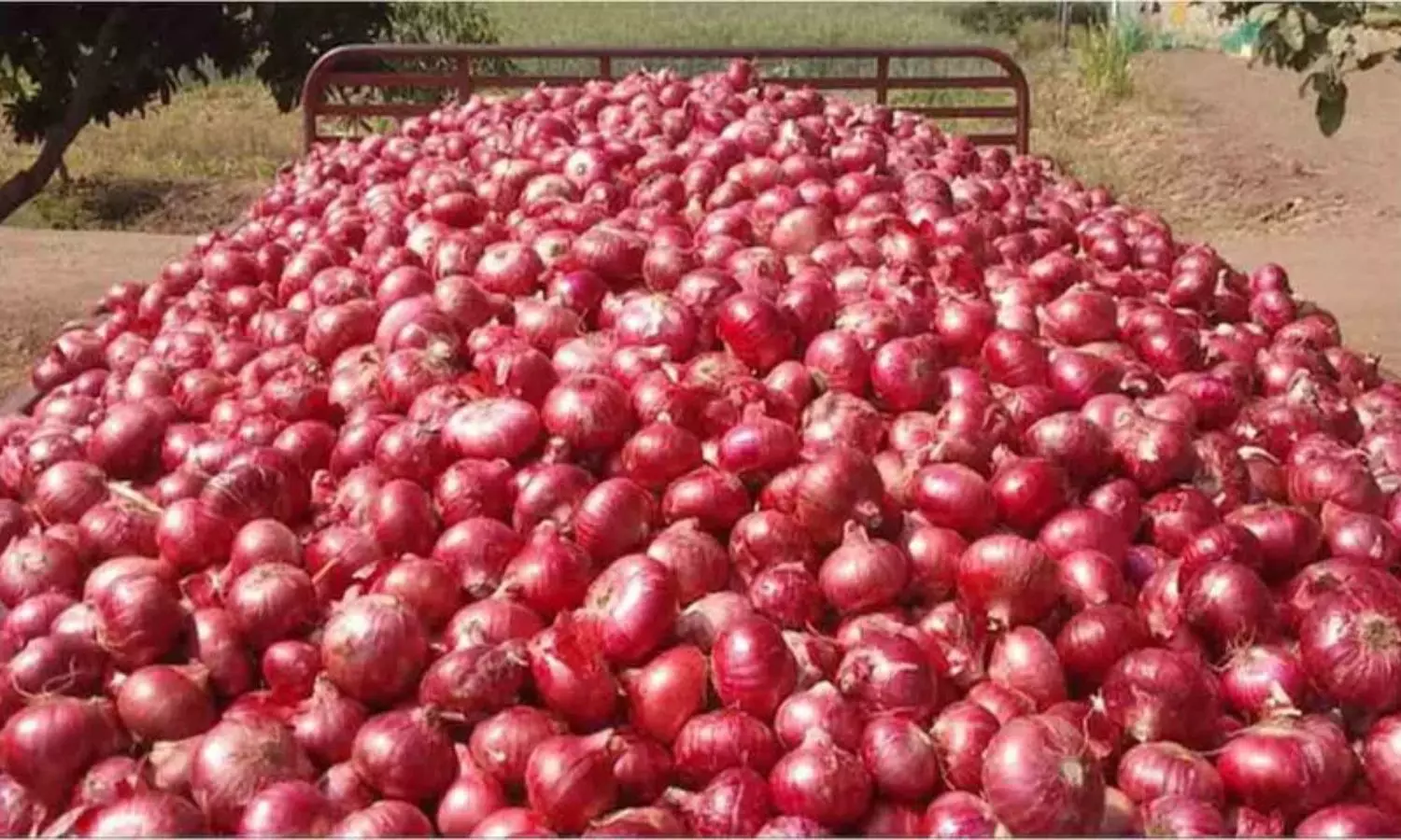 Onion prices are increasing due to reduced supply