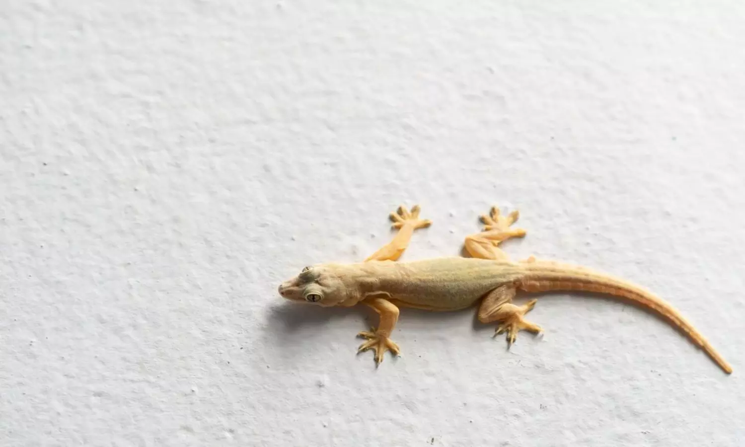 Follow these natural tips to remove lizards from home in telugu