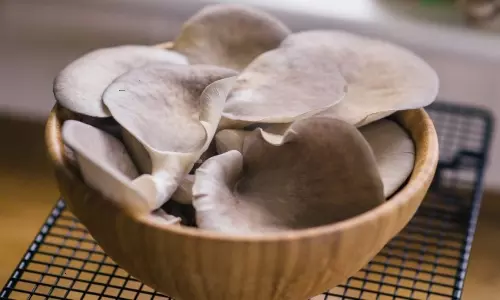 Mushroom Making Business in Telugu Know About Full Details