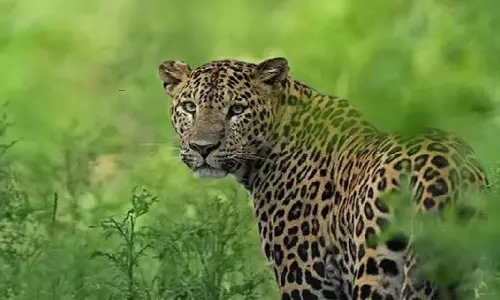 Cheetah Movement in Shamshabad Cheetah Movement in Shamshabad