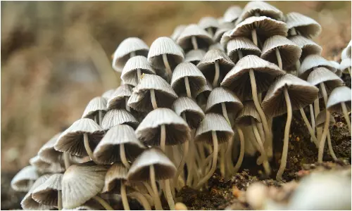 Gucci Mushroom: ప్రపంచంలోనే అత్యంత ఖరీదైన పుట్టగొడుగులు..వీటి ప్రత్యేకత ఏంటో తెలుసా? Gucci Mushroom: ప్రపంచంలోనే అత్యంత ఖరీదైన పుట్టగొడుగులు..వీటి ప్రత్యేకత ఏంటో తెలుసా?