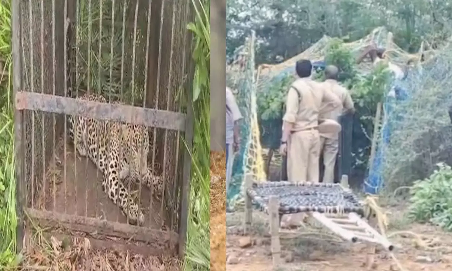 Forest Officials Caught The Leopard In Nandyala