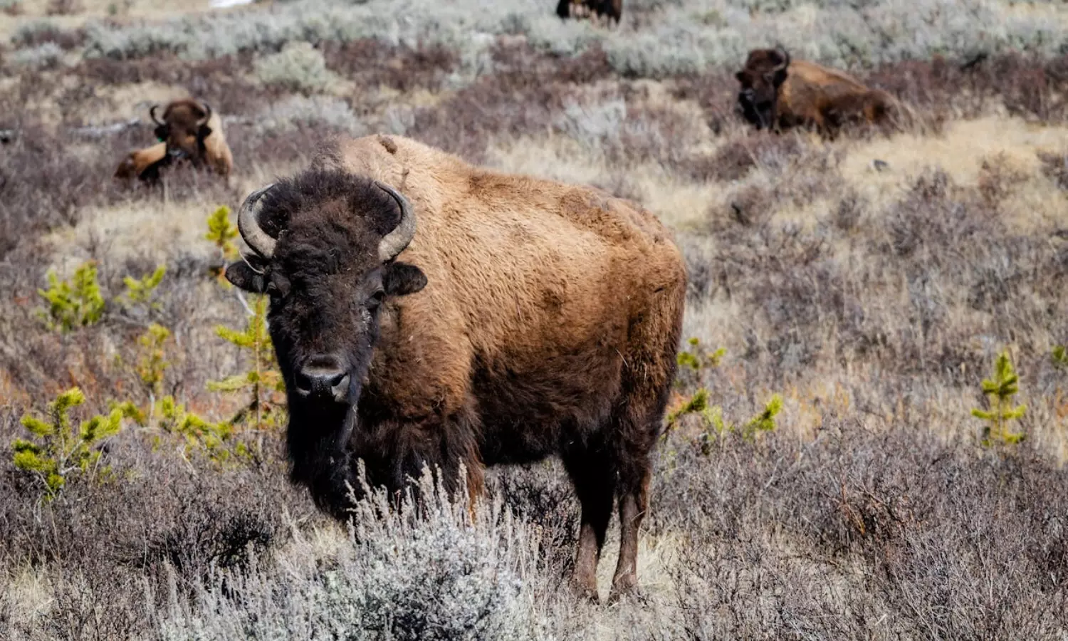 Wild Bison:150 ఏండ్ల తర్వాత నల్లమలలో కనిపించిన అడవి దున్న