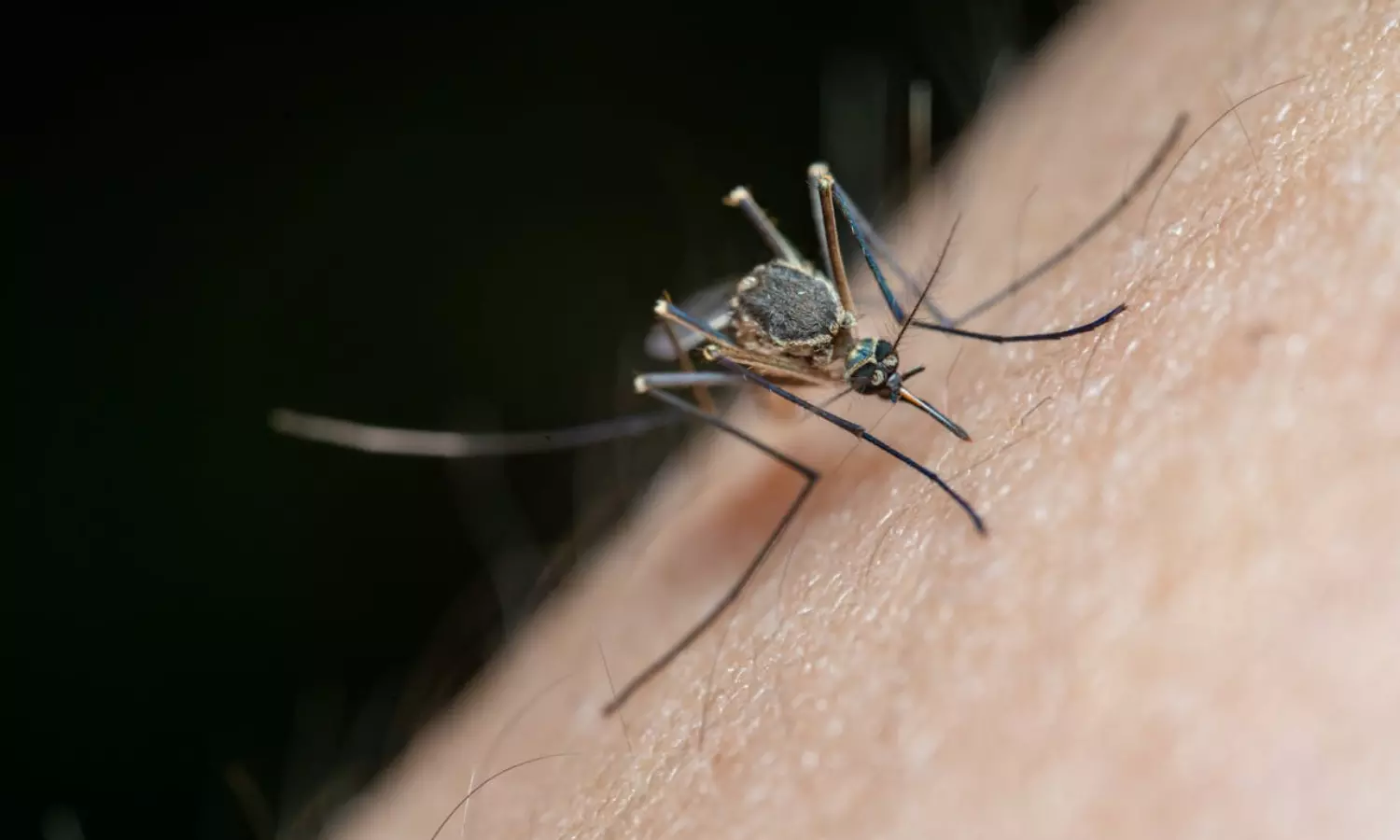 Dengue Fever: భయపెడుతున్న డెంగీ ఫీవర్..మీరు చేయాల్సిన, చేయకూడని పనులు ఇవే