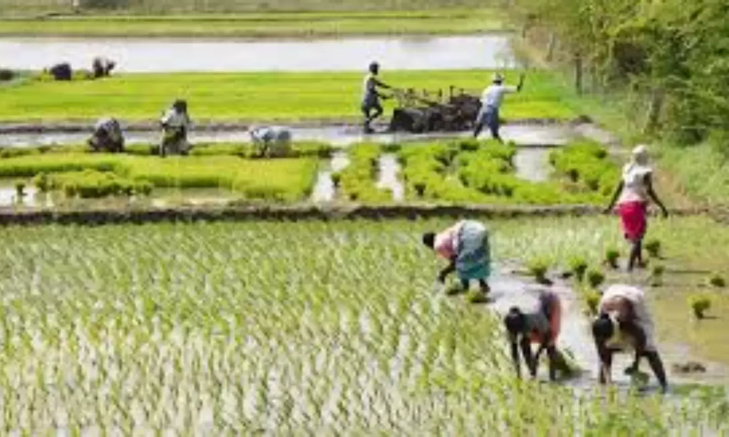 Crop Insurance: రైతులకు అదిరిపోయే వార్త.. రైతులందరికీ ఉచితంగా పంటల బీమా