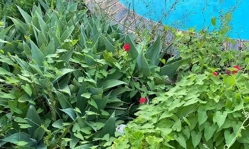 Can You Find There is a Snake in This Photo Can You Find There is a Snake in This Photo