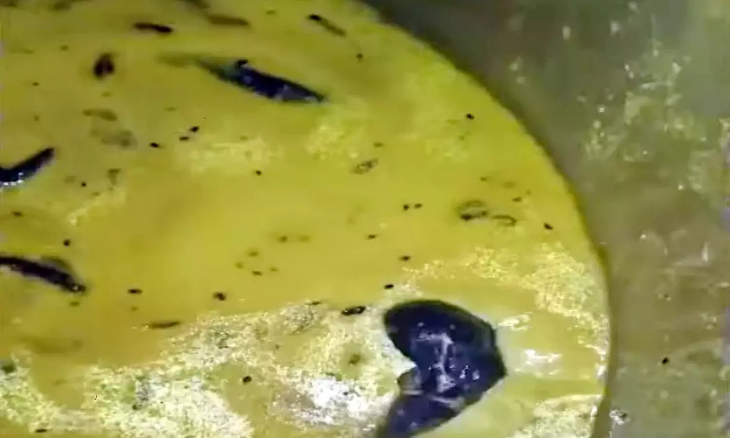 Rat Appears in Tiffin Chutney at Sangareddy JNTU