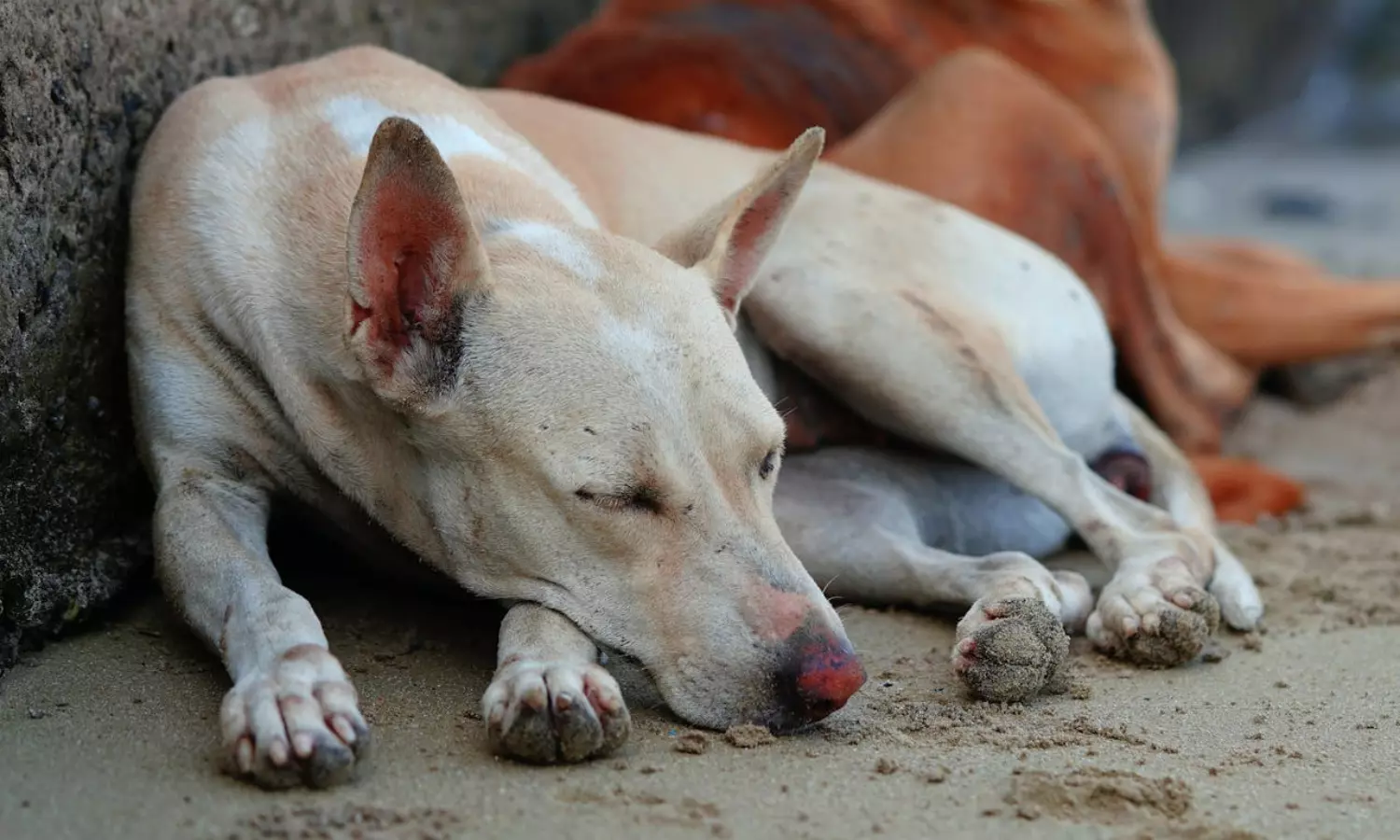 Telangana High Court is serious about stray dog ​​attacks